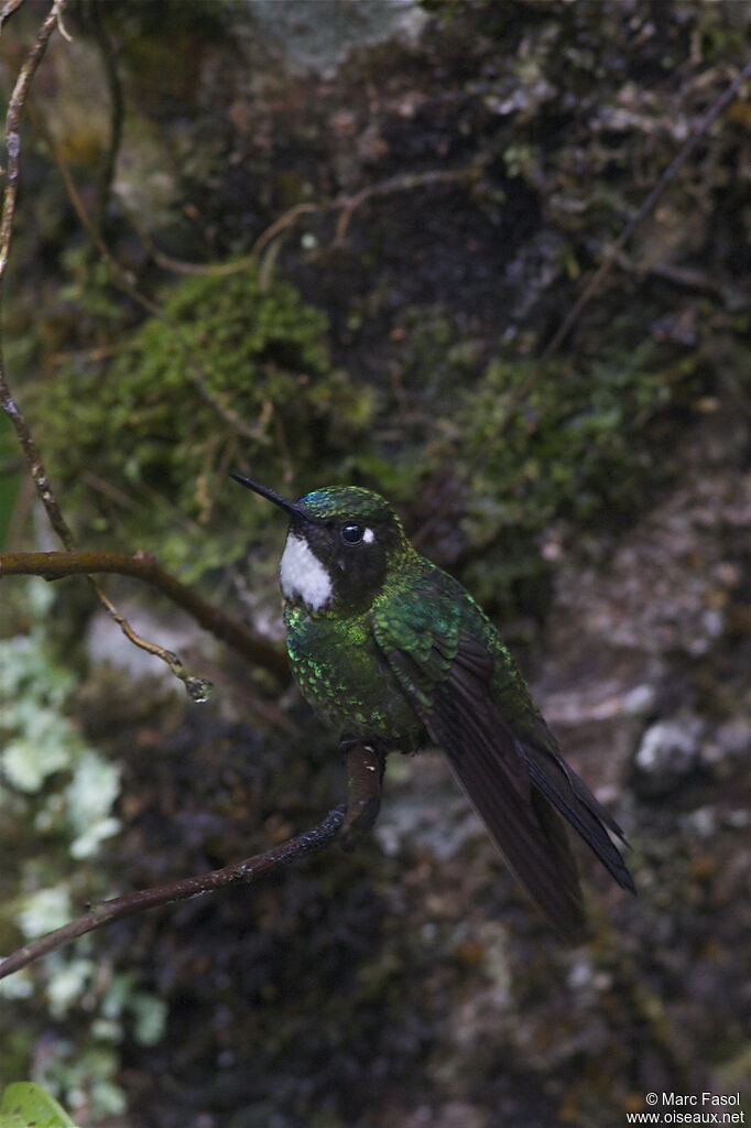 Tourmaline Sunangel female, identification