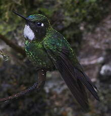 Héliange tourmaline