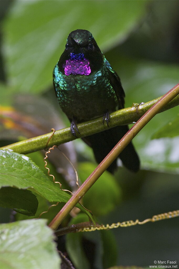 Tourmaline Sunangel male adult, identification