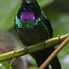 Héliange tourmaline