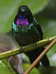 Héliange tourmaline