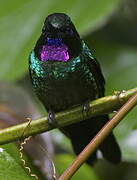 Tourmaline Sunangel