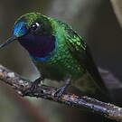 Héliange violette