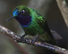 Purple-throated Sunangel