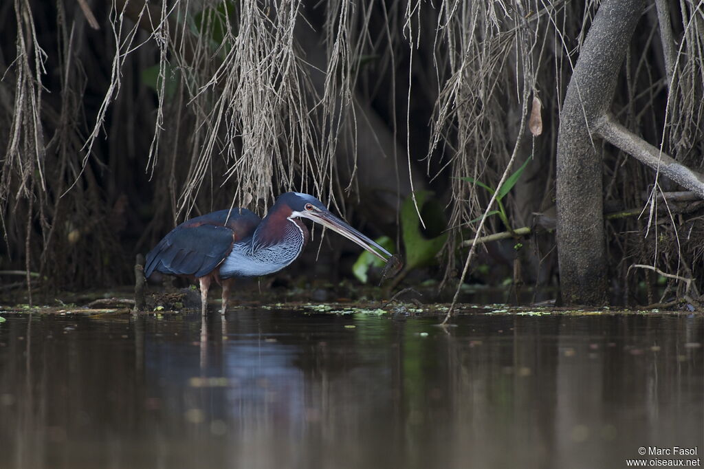 Agami Heronadult breeding, identification, feeding habits