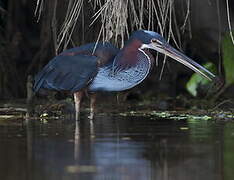 Agami Heron