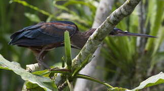 Agami Heron