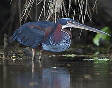 Agami Heron