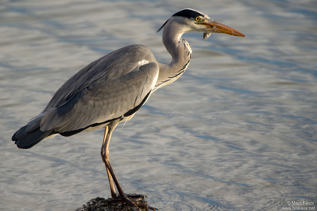 Grey Heronadult post breeding, identification, feeding habits