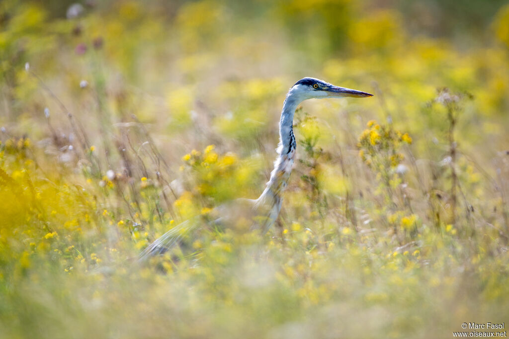 Grey Heronadult post breeding, identification, fishing/hunting