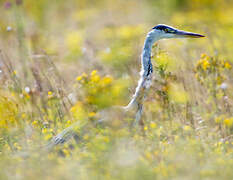 Grey Heron