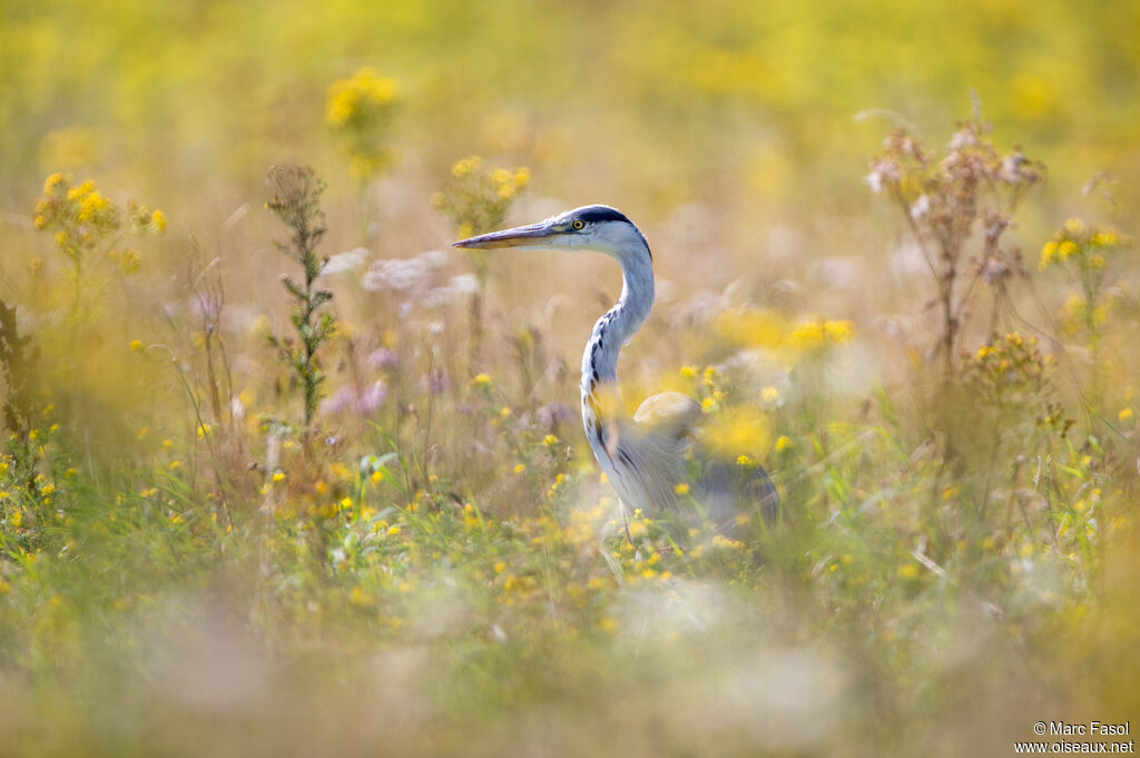 Grey Heronadult post breeding, identification, fishing/hunting