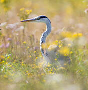 Grey Heron