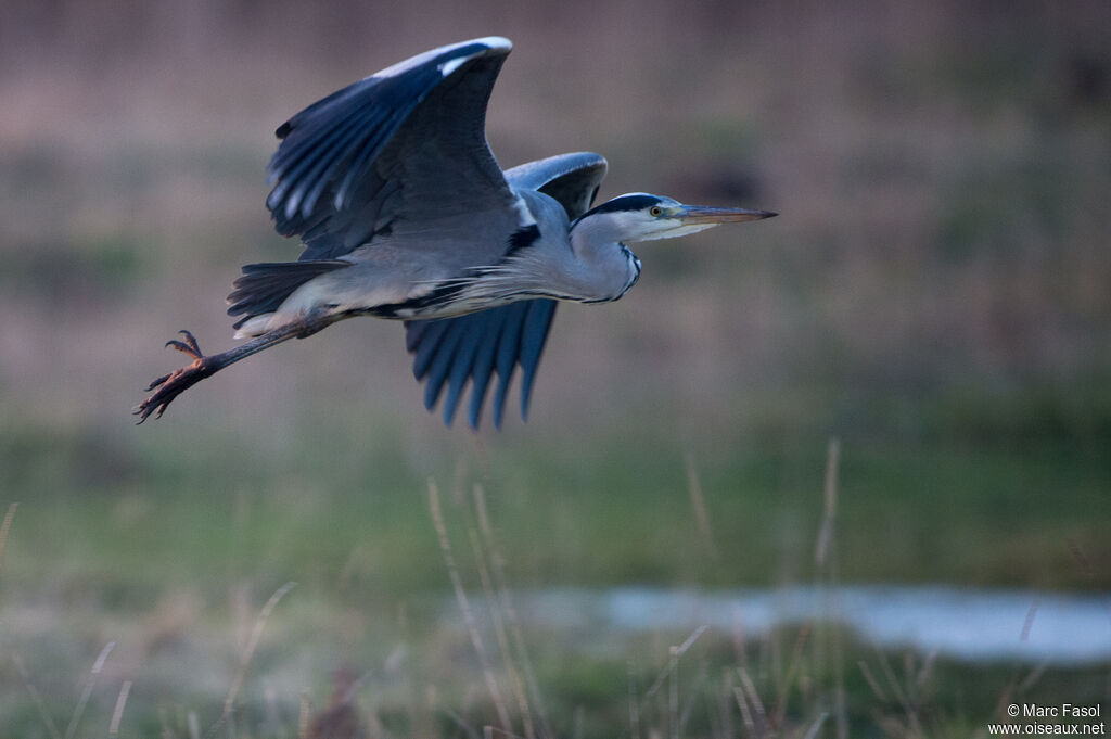 Grey Heronadult