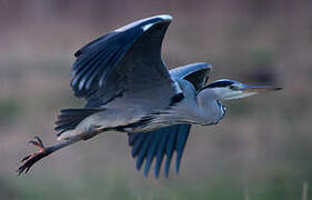 Grey Heron