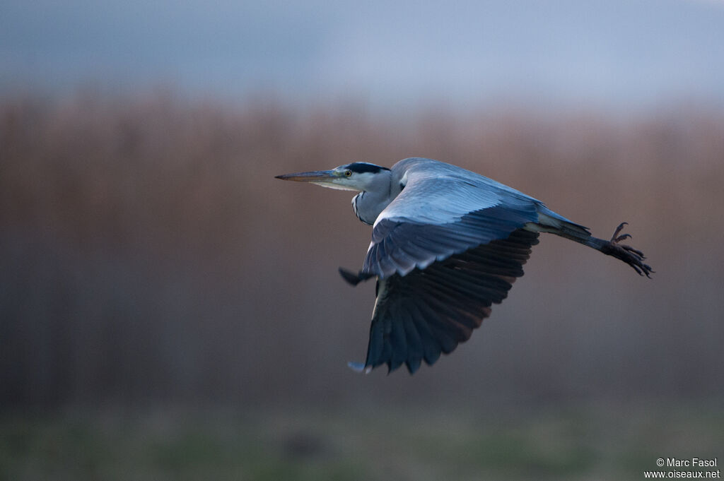 Grey Heronadult, Flight