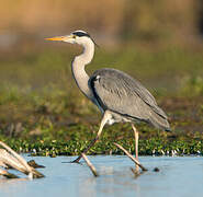 Grey Heron