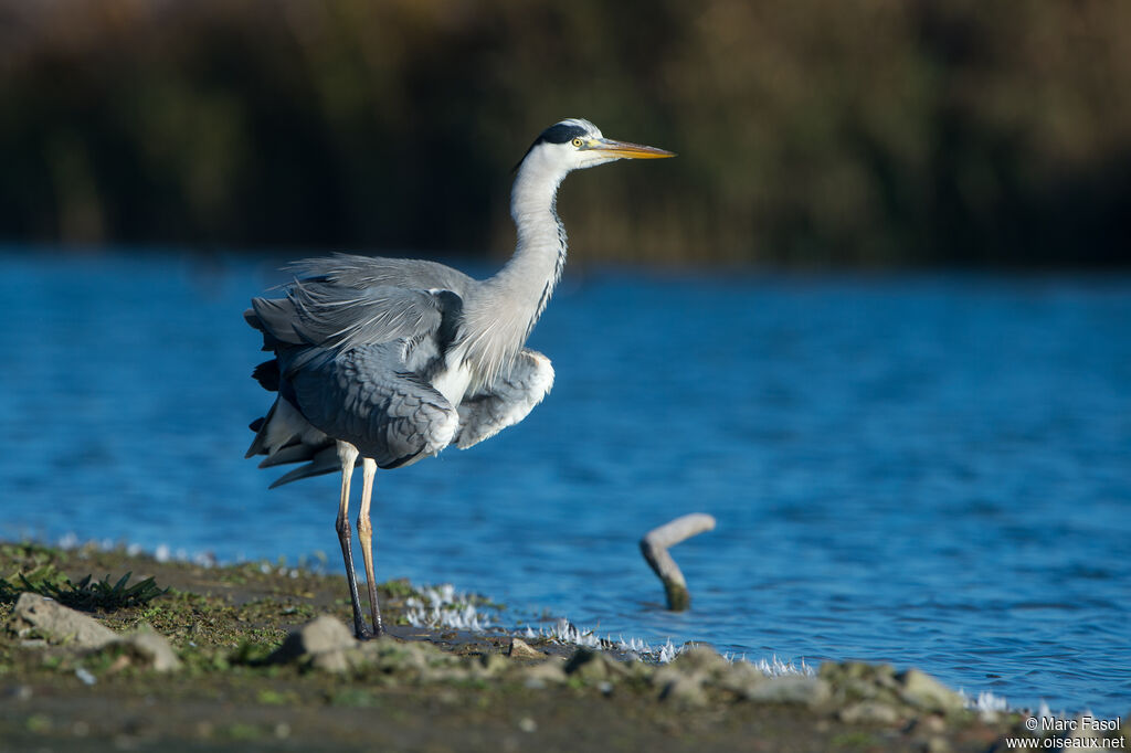 Grey Heronadult transition, identification