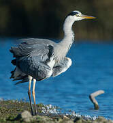 Grey Heron