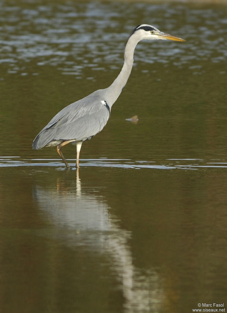 Grey Heronadult breeding, identification