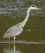 Grey Heron