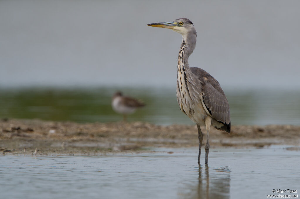 Grey Heronimmature