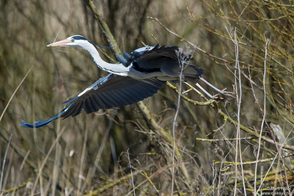 Grey Heronadult breeding, Flight