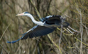 Grey Heron