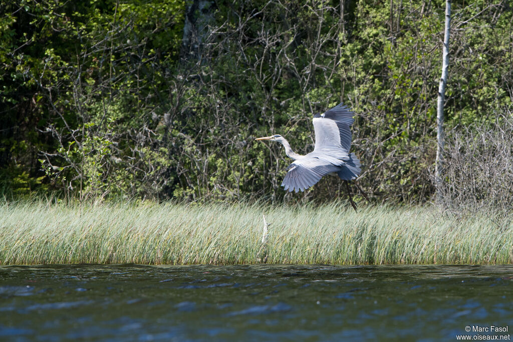 Grey Heronadult breeding, Flight