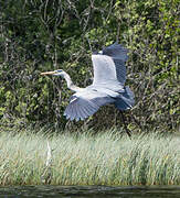 Grey Heron