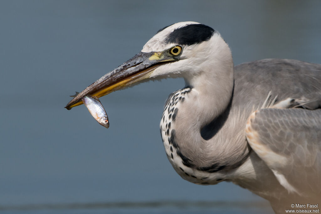 Héron cendréadulte, identification, pêche/chasse