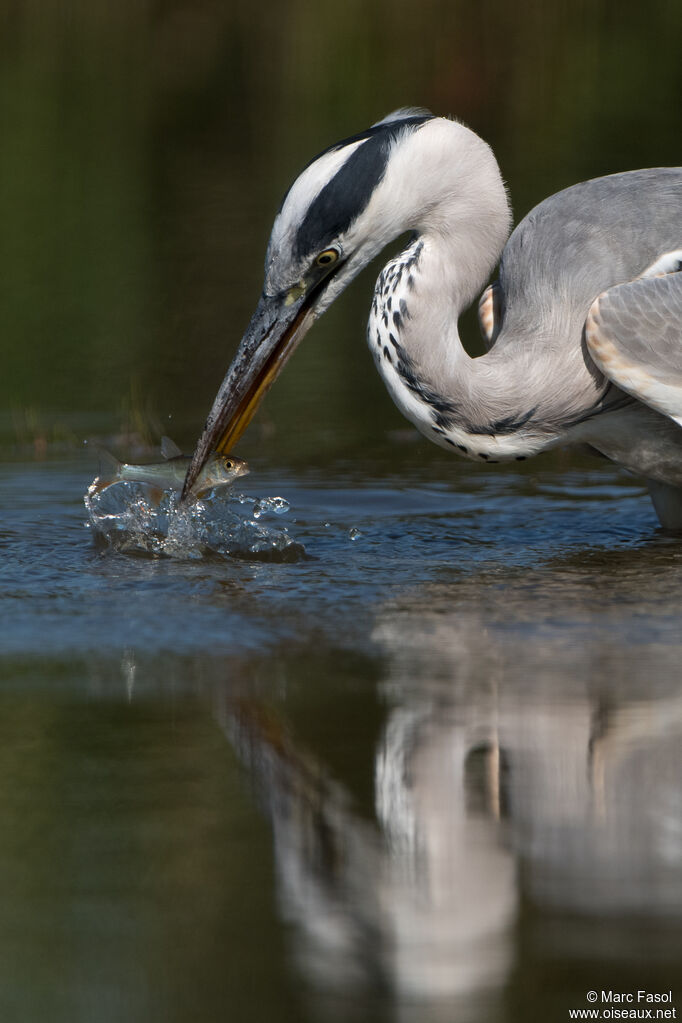 Grey Heronadult transition, close-up portrait, feeding habits, fishing/hunting