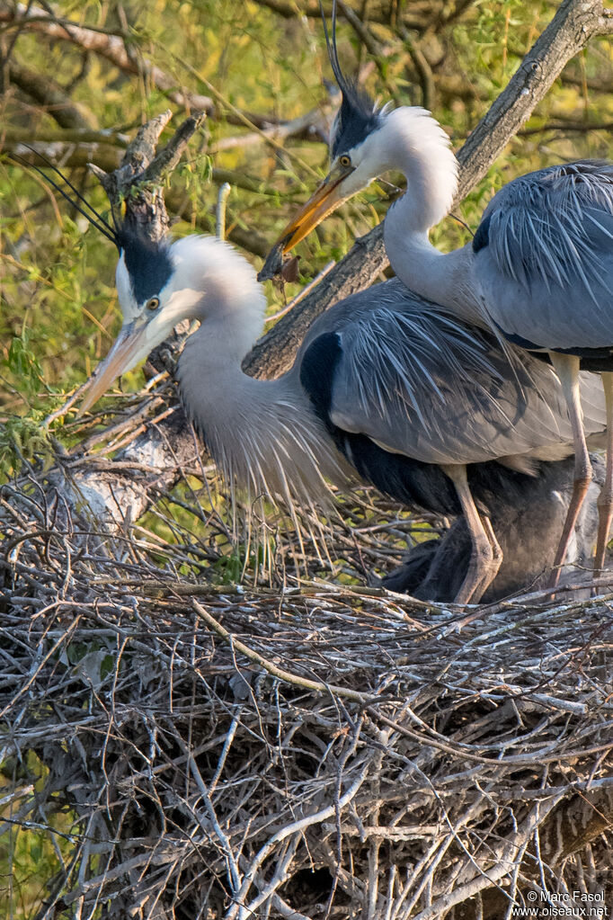 Grey Heronadult breeding, feeding habits, courting display, Reproduction-nesting
