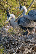 Grey Heron