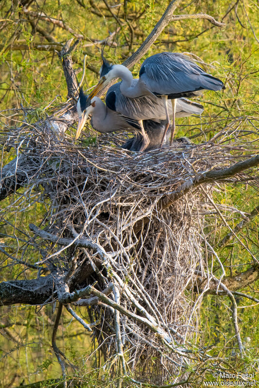 Grey Heronadult breeding, courting display, Reproduction-nesting