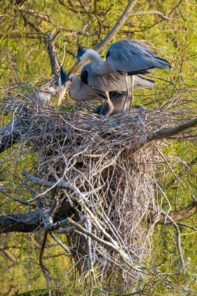 Grey Heronadult breeding, courting display, Reproduction-nesting