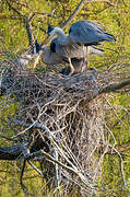 Grey Heron