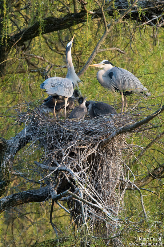 Grey Heron, courting display, Reproduction-nesting
