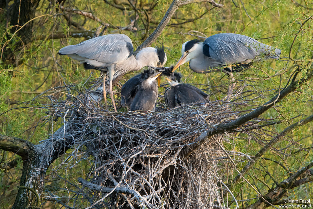 Grey Heron, identification, Reproduction-nesting
