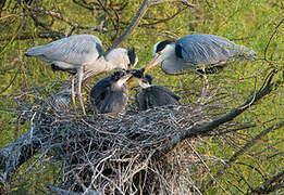 Grey Heron