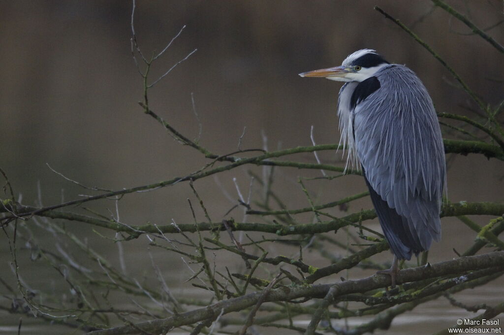 Grey Heronadult post breeding, identification