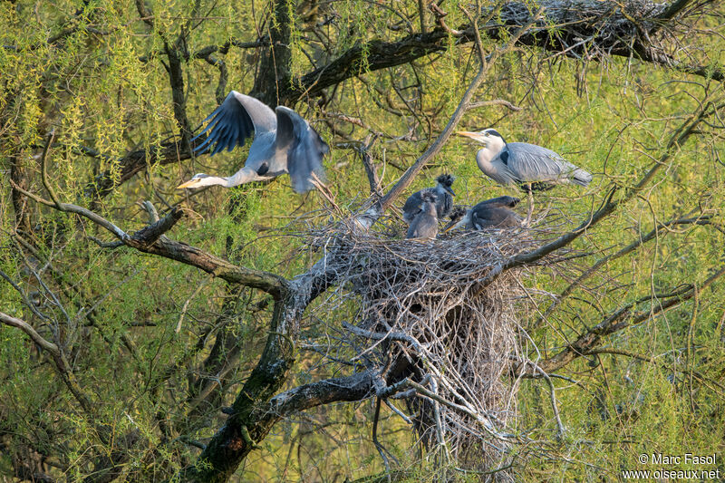 Grey Heron, Flight, Reproduction-nesting