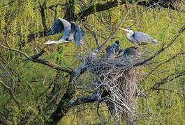 Grey Heron