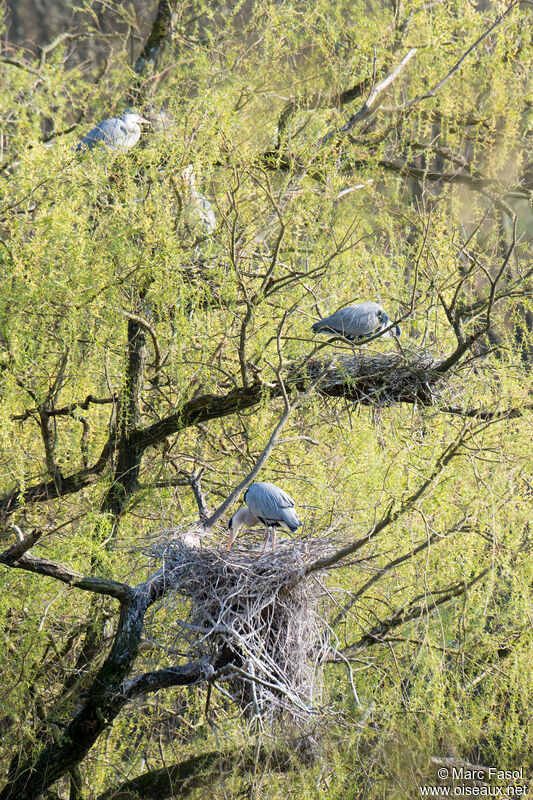 Grey Heron, Reproduction-nesting, colonial reprod.