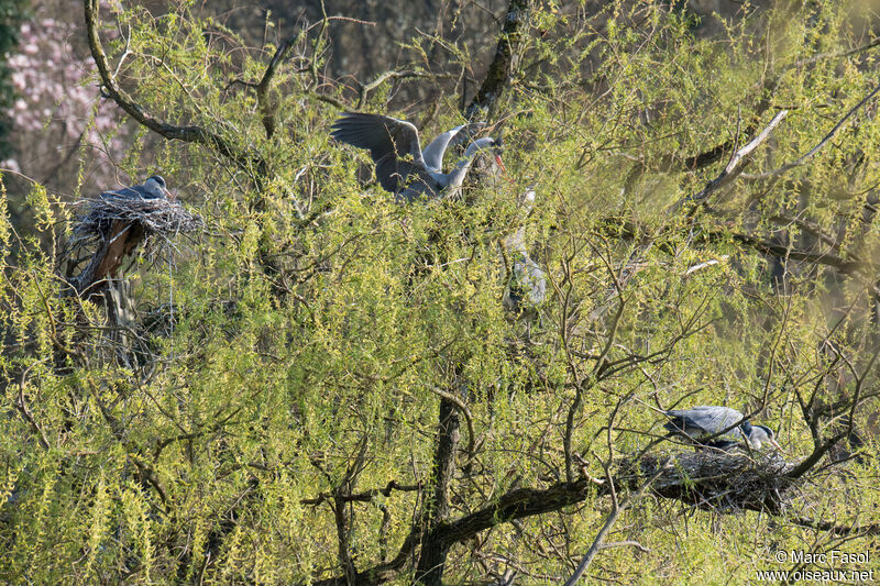 Grey Heron, courting display, Reproduction-nesting, colonial reprod.
