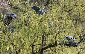 Grey Heron