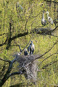 Grey Heron