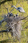 Grey Heron