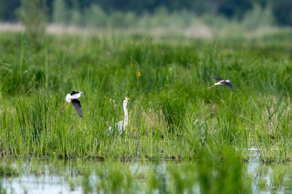 Héron cendré, habitat