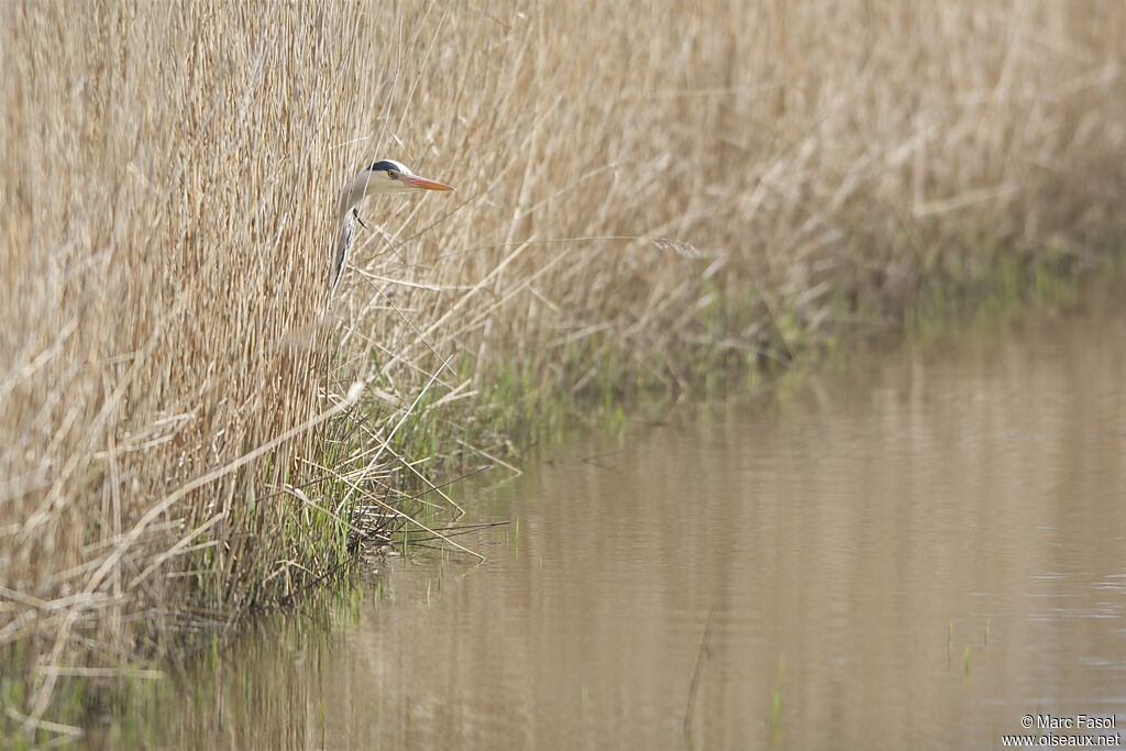 Grey Heronadult breeding, Behaviour